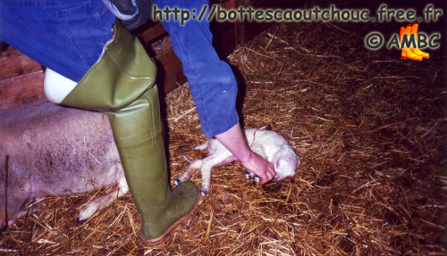 Animal birth; Buck at the farm. Gummistiefel, cuissardes caoutchouc.