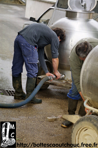 Farmers pouring the milk from their tank.