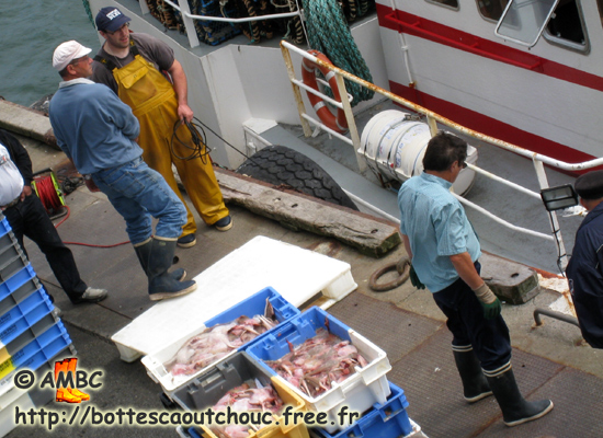 At Le Guilvinec port, France, 2008.