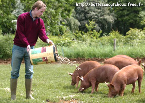Gentleman Farmer feeding pigs.