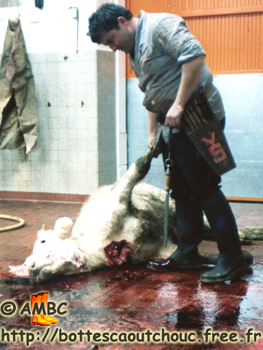 When I was a slaughter; France, 70's.