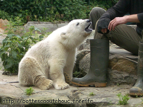 BEAR LIN  / BÄR LIN / BERLIN