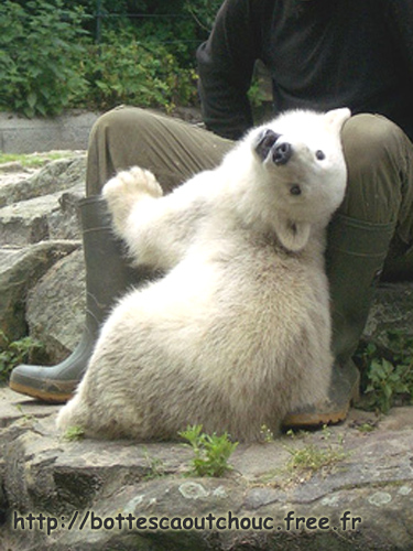 BEAR LIN  / BÄR LIN / BERLIN