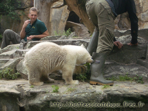 BEAR LIN  / BÄR LIN / BERLIN