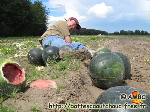 In the fields, among the watermelons, June 2007.