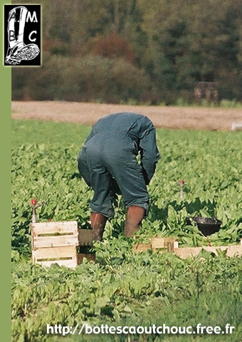 Market  gardener in his field, France, 2004.