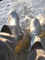 RBOOT 19