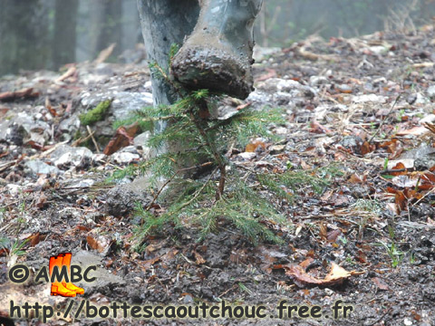 RUBBER BOOTS VS FIR TREE