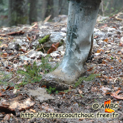 RUBBER BOOTS VS FIR TREE