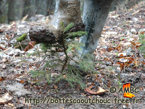 RUBBER BOOTS VS FIR TREE